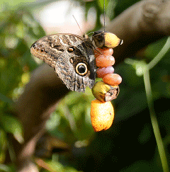 Butterfly Sanctuary